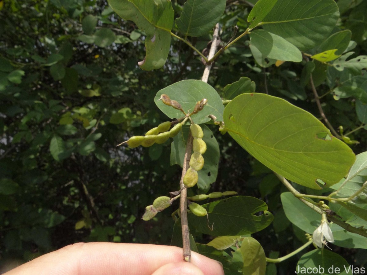 Dendrolobium umbellatum (L.) Benth.